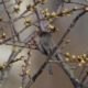 Bushtit from behind