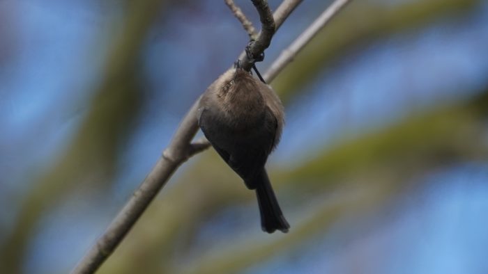 Upside down bushtit