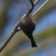 Upside down bushtit