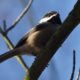 Morning chickadee