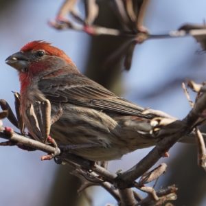 House finch, male, seed in mouth