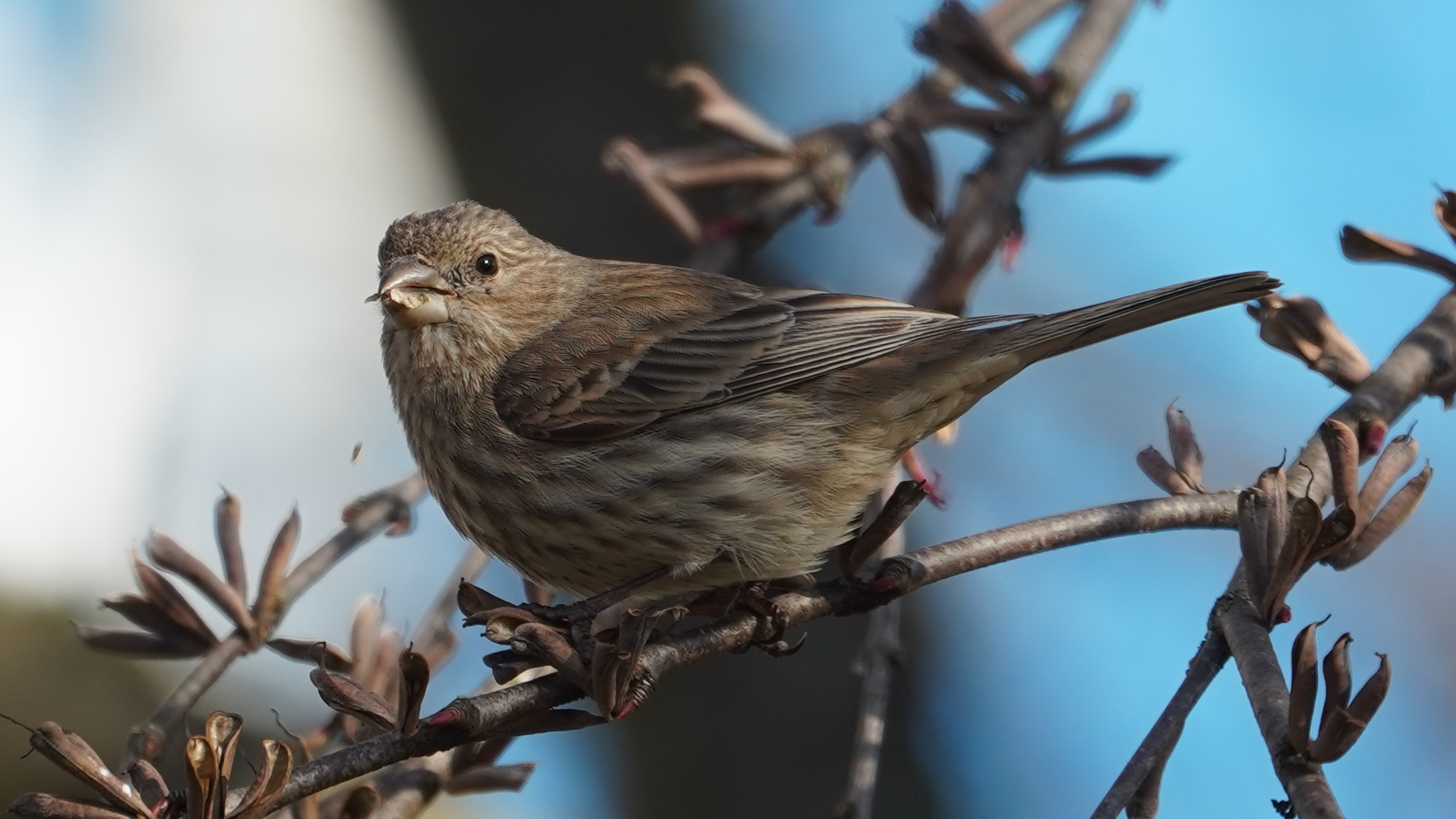 Female house finch, seed in mouth