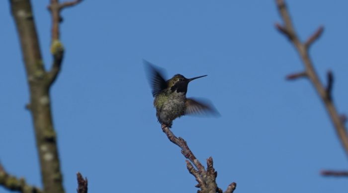 Hummingbird taking flight