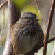 Song sparrow, close up