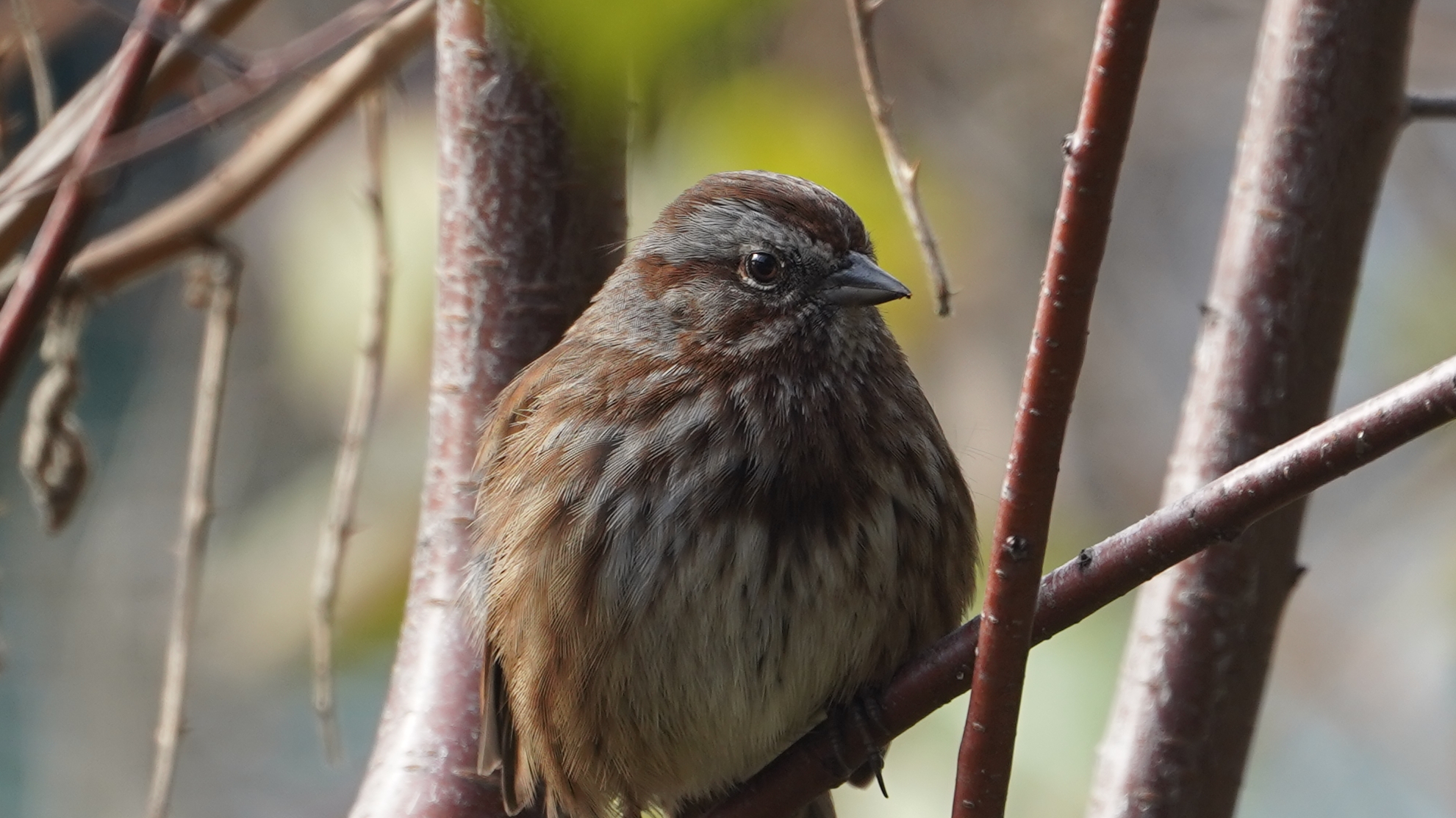 Song sparrow, close up