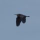 Heron in flight