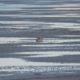 Faraway mallards