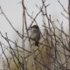 House sparrow in golden light