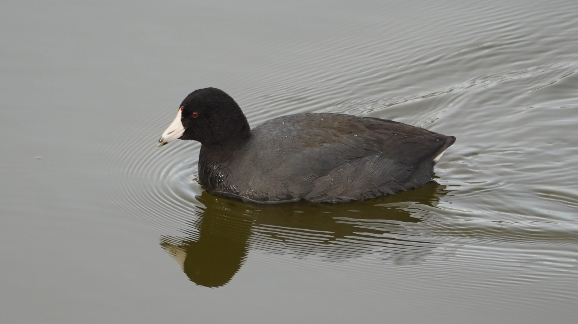 American coot