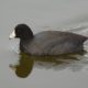 Coot swimming