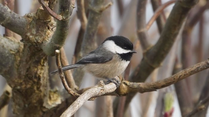 Chickadee