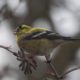 Goldfinch changing