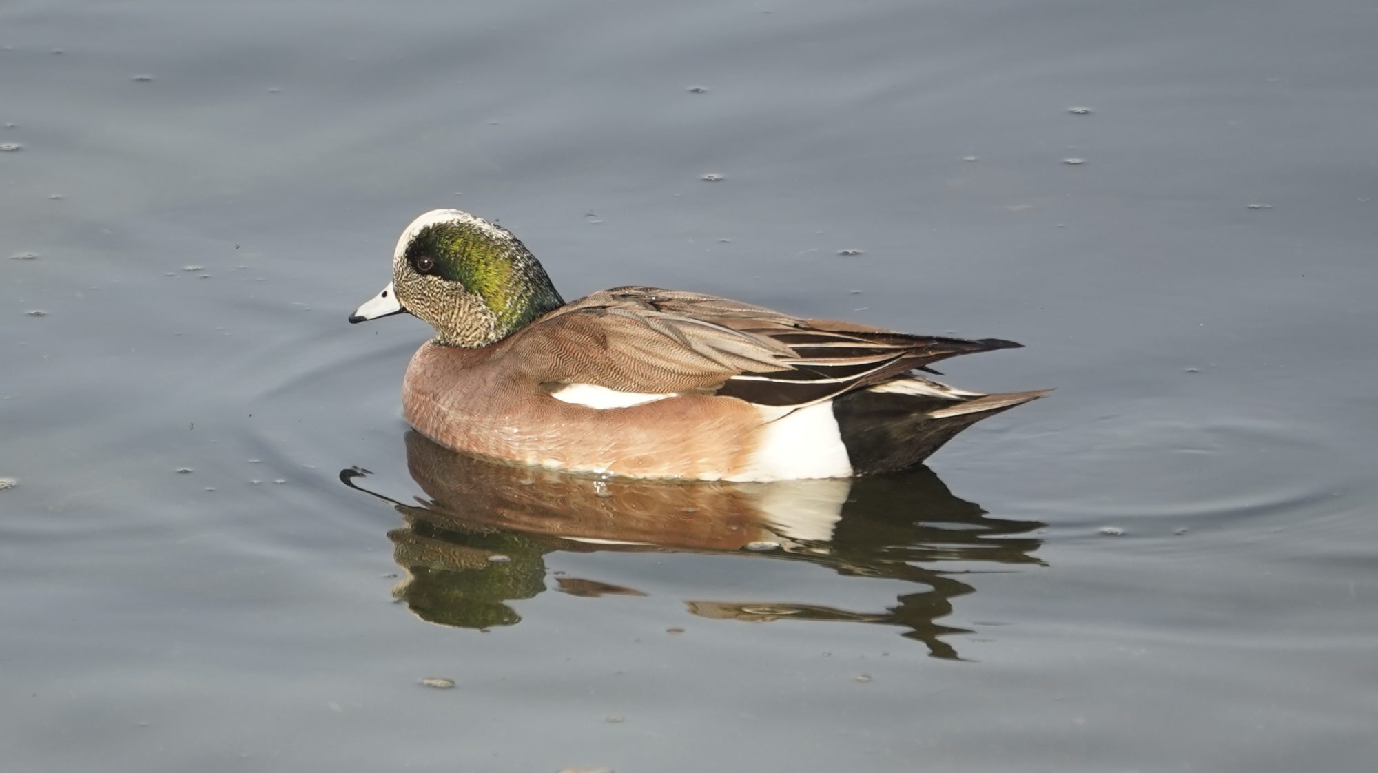 american wigeon