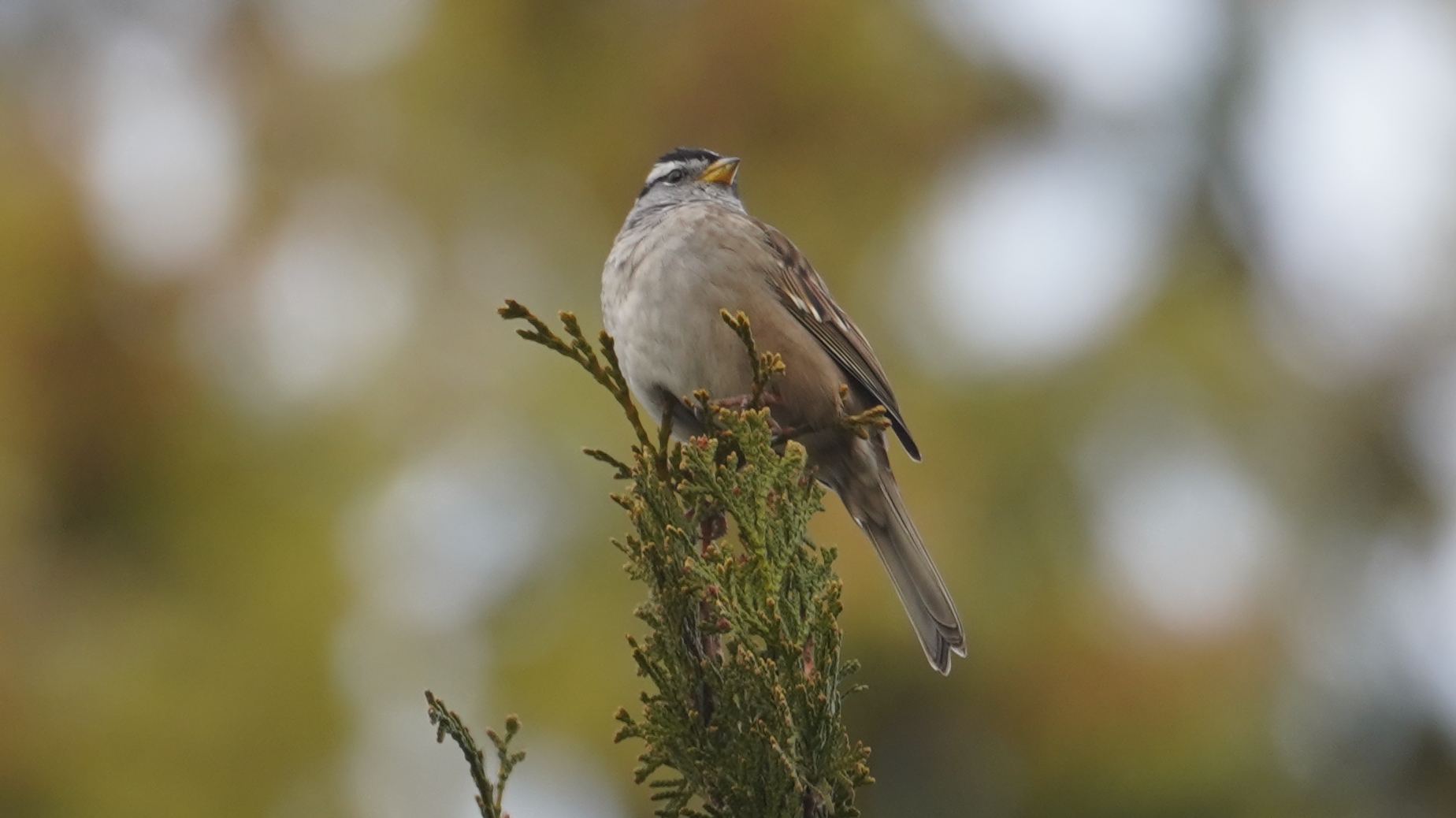 white-crowned sparrow