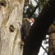 Pileated woodpecker