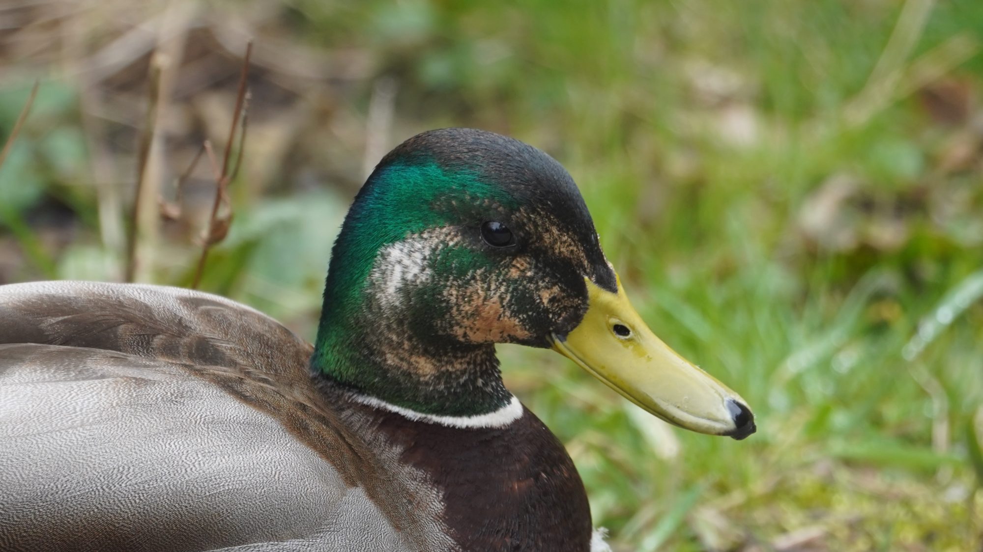 mottled mallard