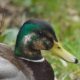 Mottled mallard