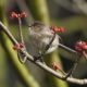 Blossomy bushtit