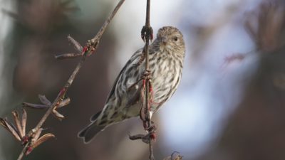 Pine siskin