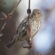 Pine siskin checking me out