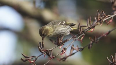 Pine siskin and seed