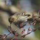 Pine siskin and seed