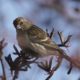 Pine siskin thinking it through