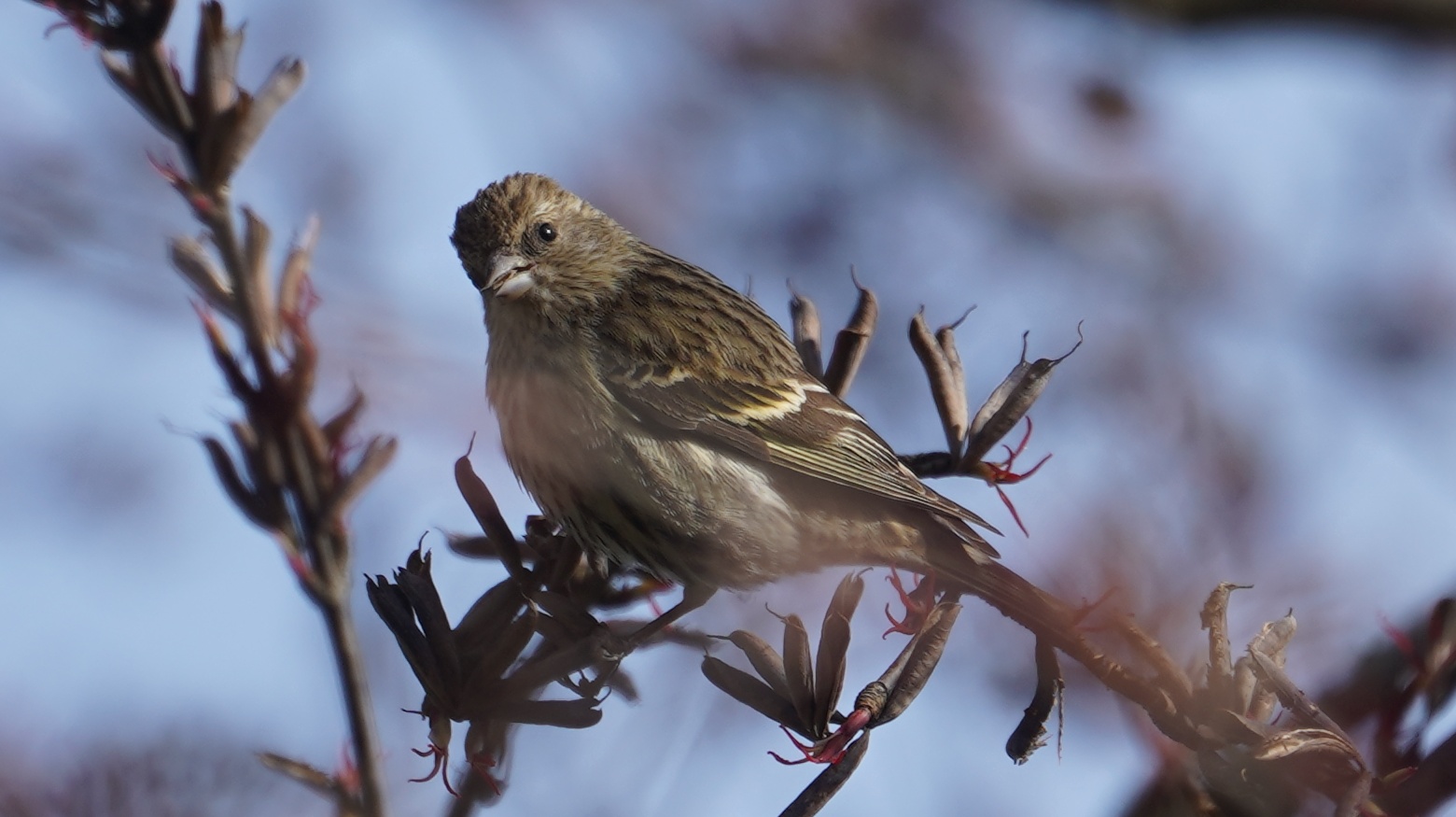 Pine siskin