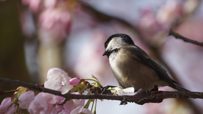 chickadee and pink blossoms