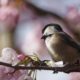 Chickadee and blossoms