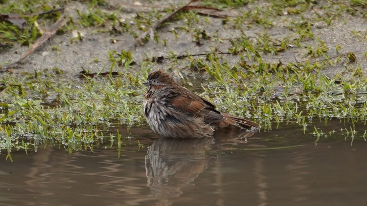 song sparrow taking a bath