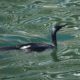 Wet, shiny cormorant