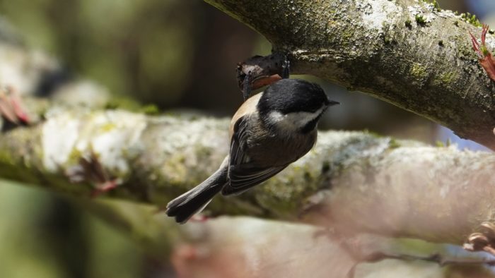 chickadee