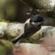 Busy little chickadee