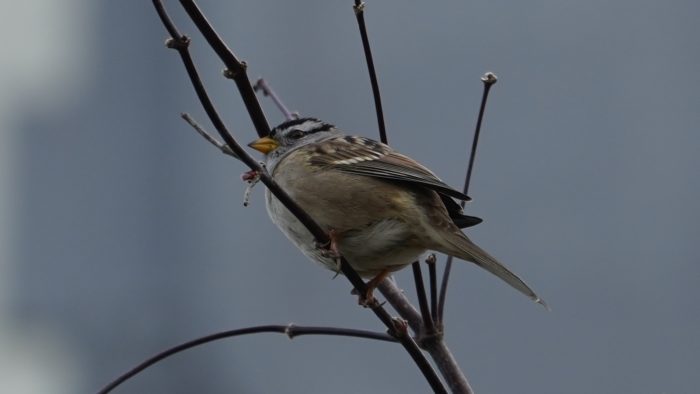 white-crowned sparrow