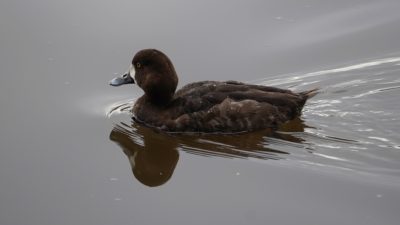 greater scaup, female