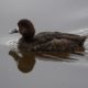 Greater scaup, female