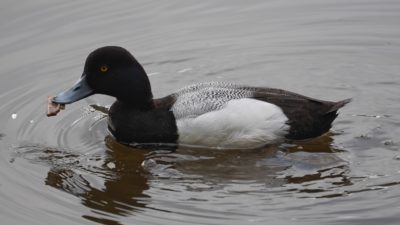 greater scaup male