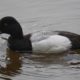Greater scaup, male