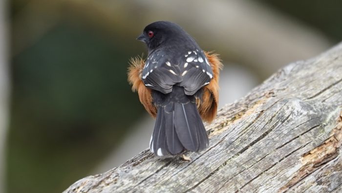 spotted towhee