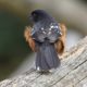 Fluffed spotted towhee