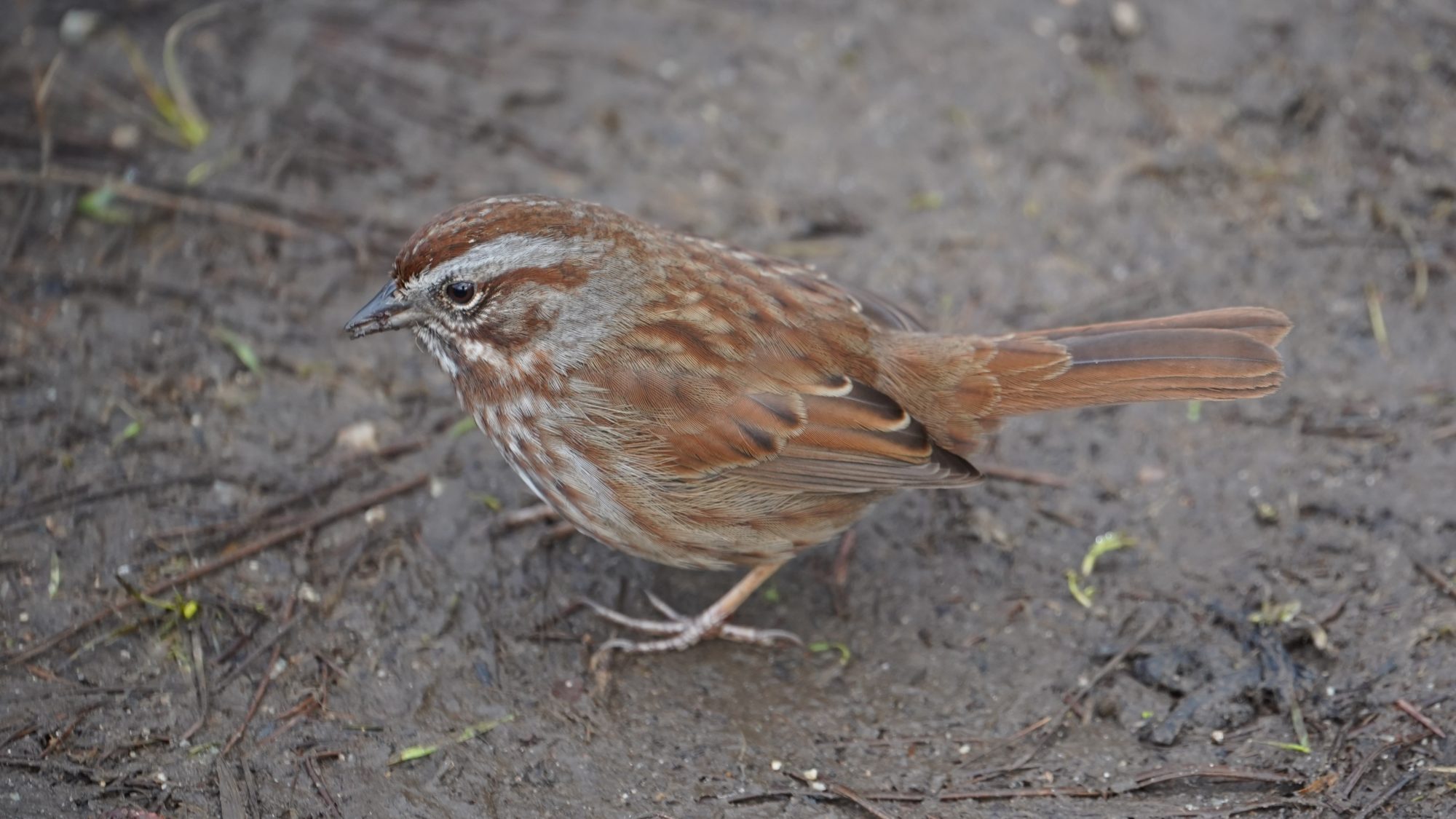 song sparrow