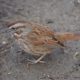 Song sparrow at my feet
