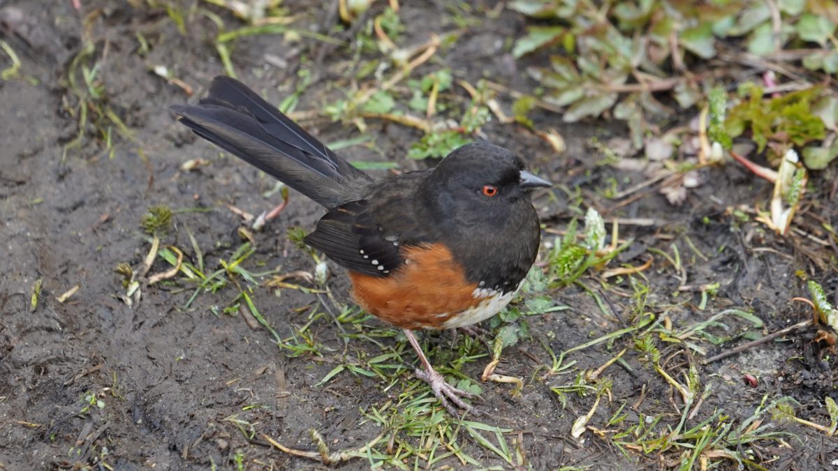 Spotted towhee, female