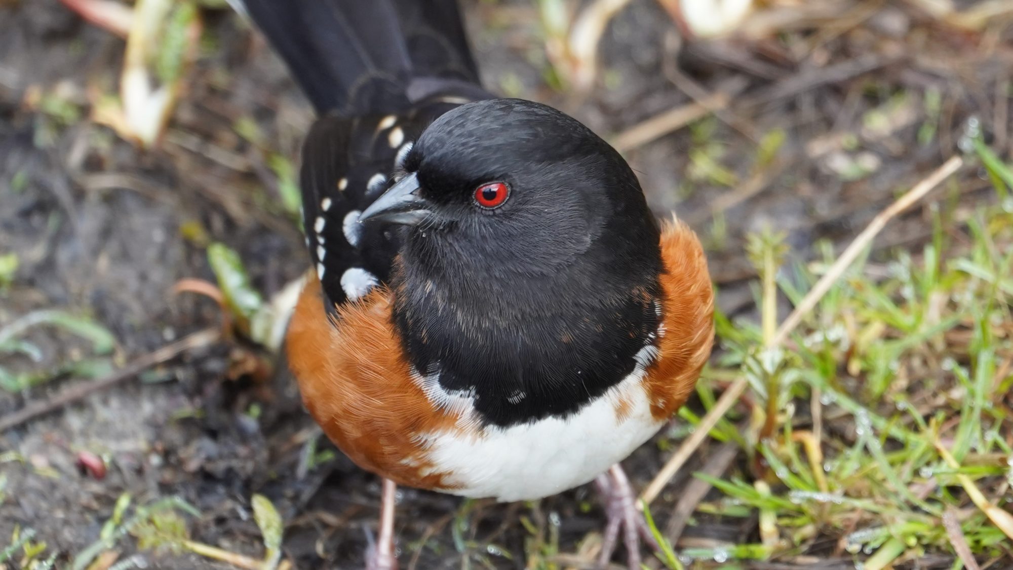 spotted towhee