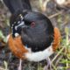 Spotted towhee glare