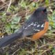 Spotted towhee back