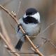 Surprise chickadee
