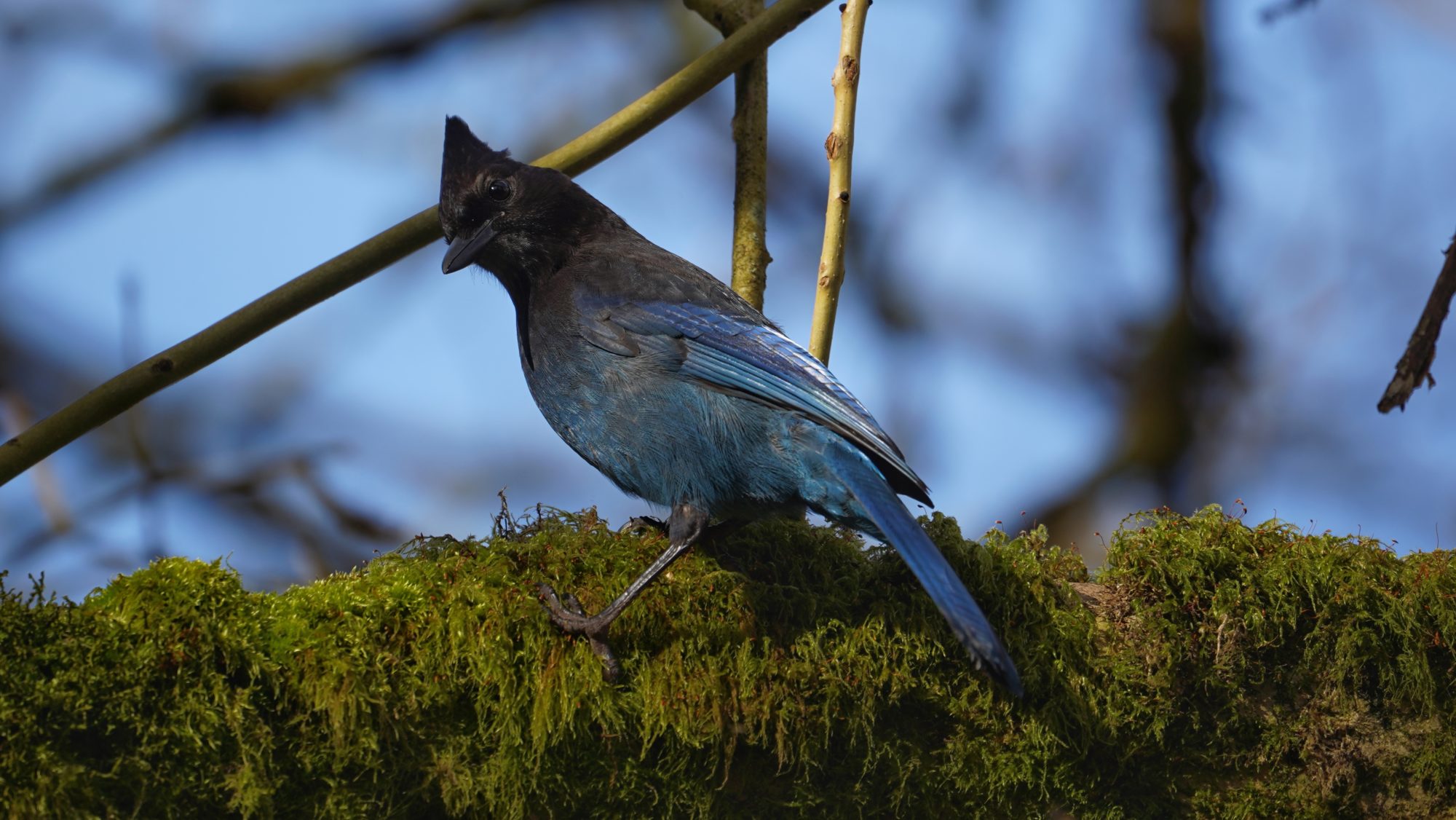 steller's jay