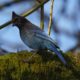 Steller’s jay